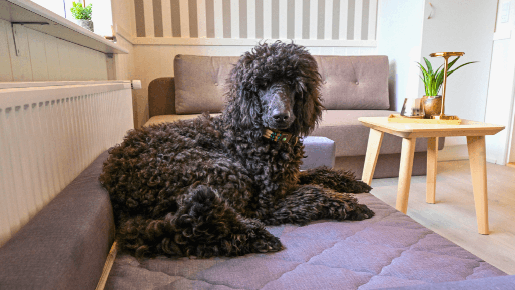 Hund im Zimmer, Rold Gl. Kro