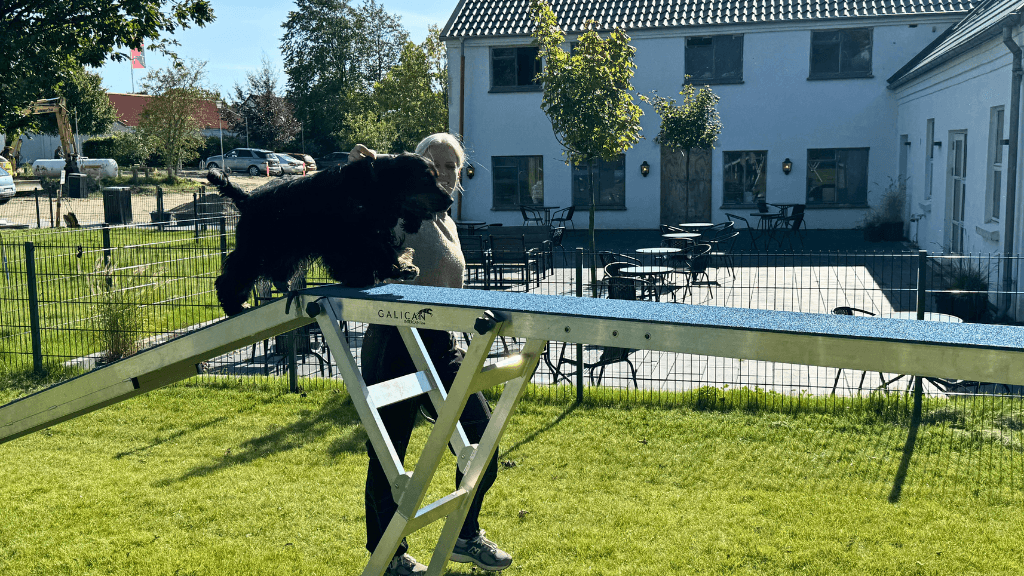 Hund auf dem Agility-Parcours, Rold Gl. Kro