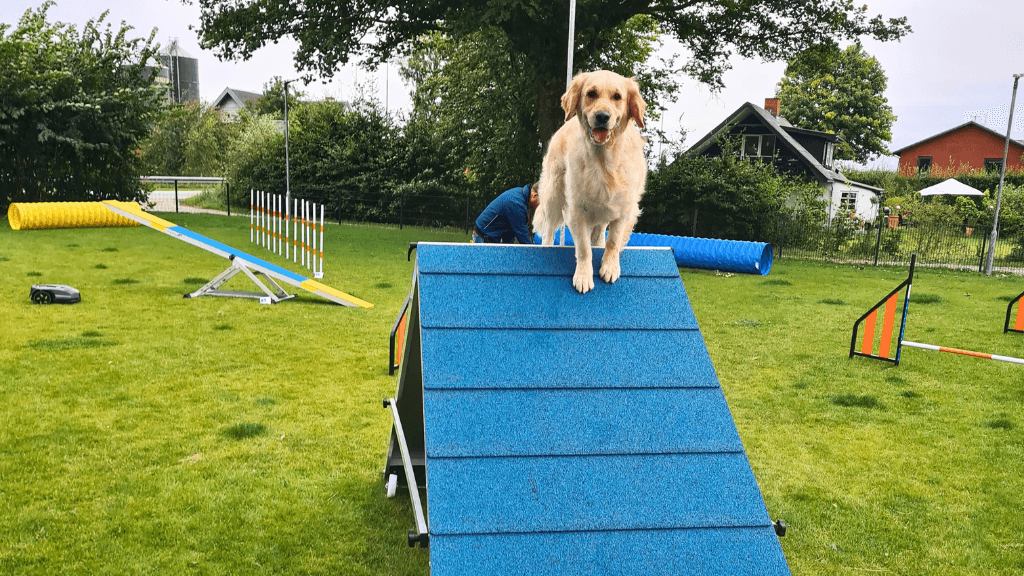 Glücklicher Hund, Rold Gl. Kro