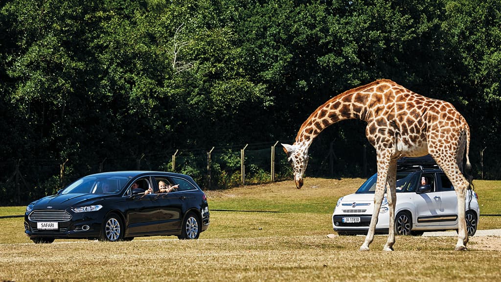 A giraffe walks close to cars in the safari park area of GIVSKUD ZOO, while excited visitors look out of the windows.