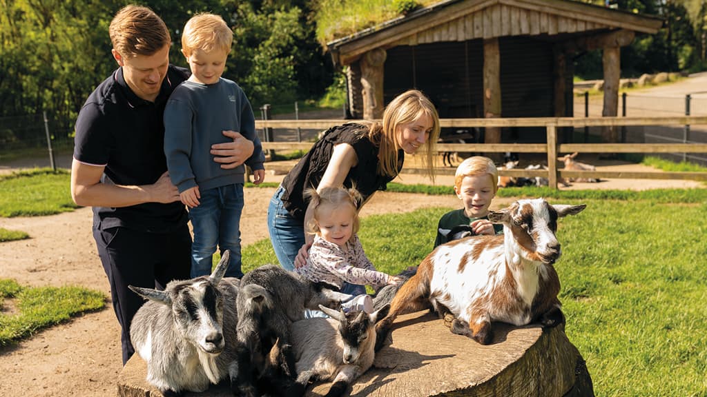 A family pets goats resting on a tree stump in GIVSKUD ZOO, while the children happily spend time with the animals in the sun.